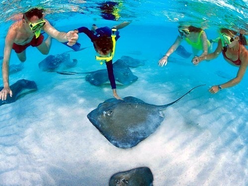 Stingray City Antigua